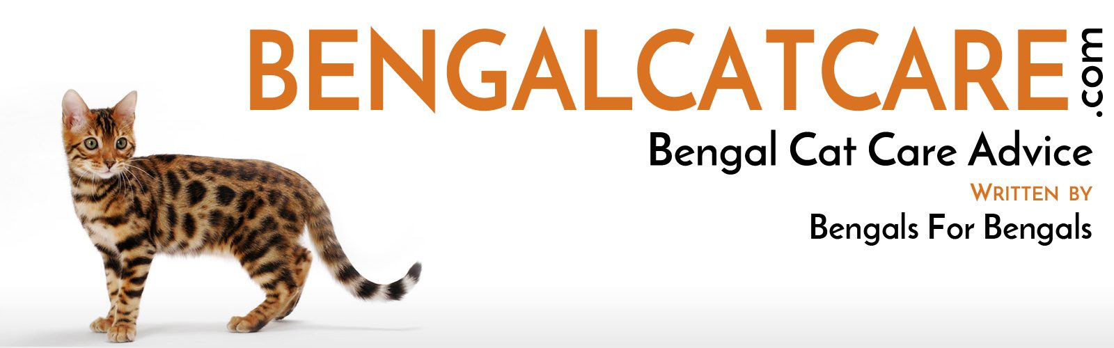 Bengal Cat Care Advice Get Answers For A Happy Healthy Cat