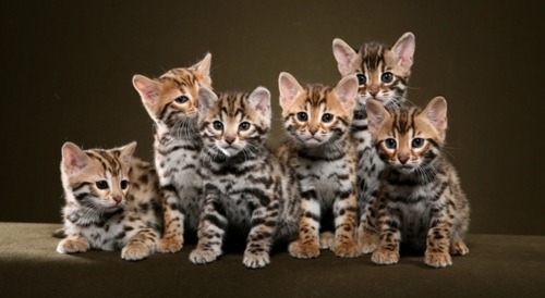 leopard kittens for sale