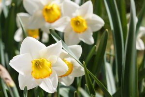 White daffodil with yellow inside poisonous to bengal cats