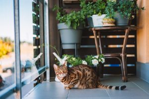 bengal cat in house