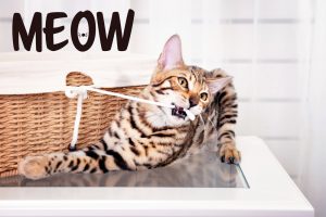 bengal cat meowing