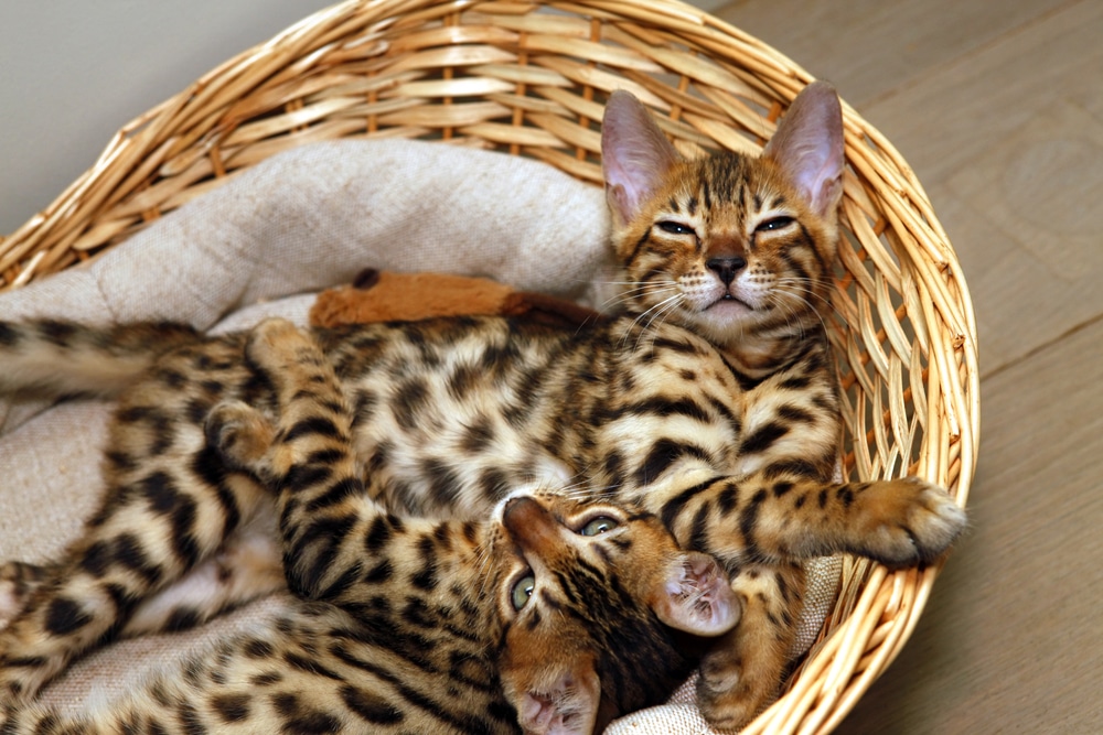 Bengal cat pets