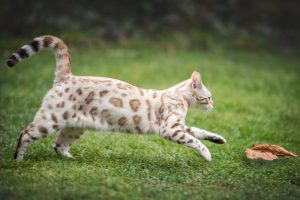 White snow Bengal markings