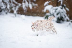 White Mink Bengal Snow