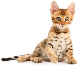 Bengal cat