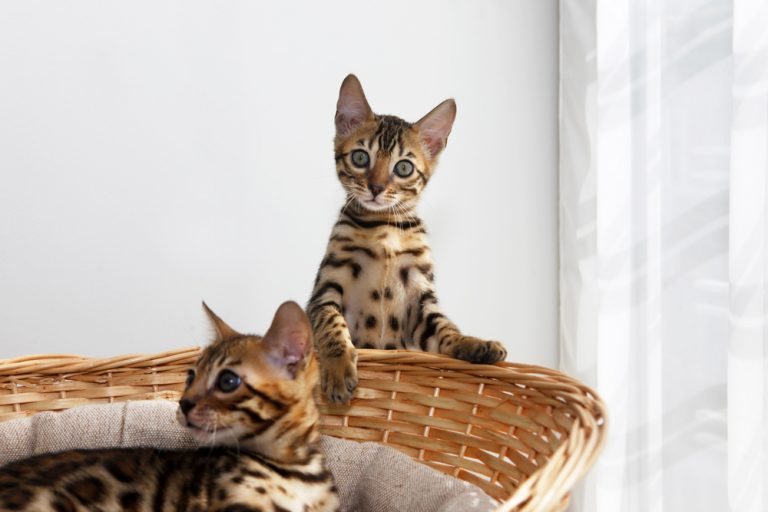 300 Awesome Bengal Cat Names (Male & Female) Bengal Cat Care