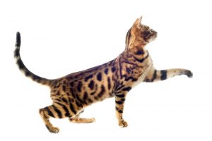 brown bengal cat