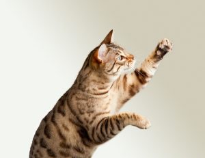 cheetoh cat
