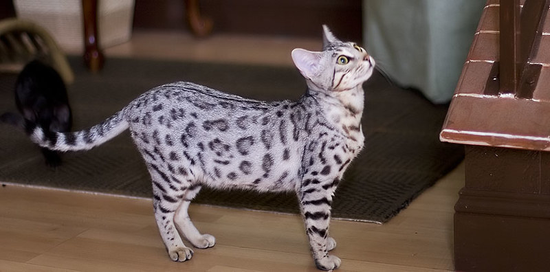 Owning a Silver Bengal Cat: Everything You Need to know - Bengal Cat Care