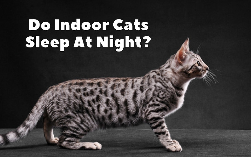 How Long Do Bengal Cats Sleep? 