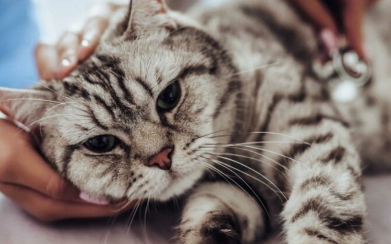 Why Cat Won t Eat After Moving Bengal Cat Care