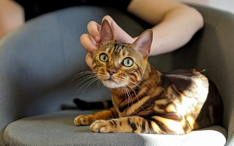 Can You Rename A Cat After Adoption? - Bengal Cat Care