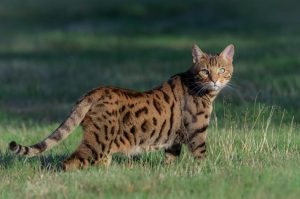 Bengcal cat vs ocicat