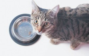 Cat Paws at Water but does not drink?