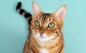 Bengal Cat Web P With green eyes staring at the caring owner